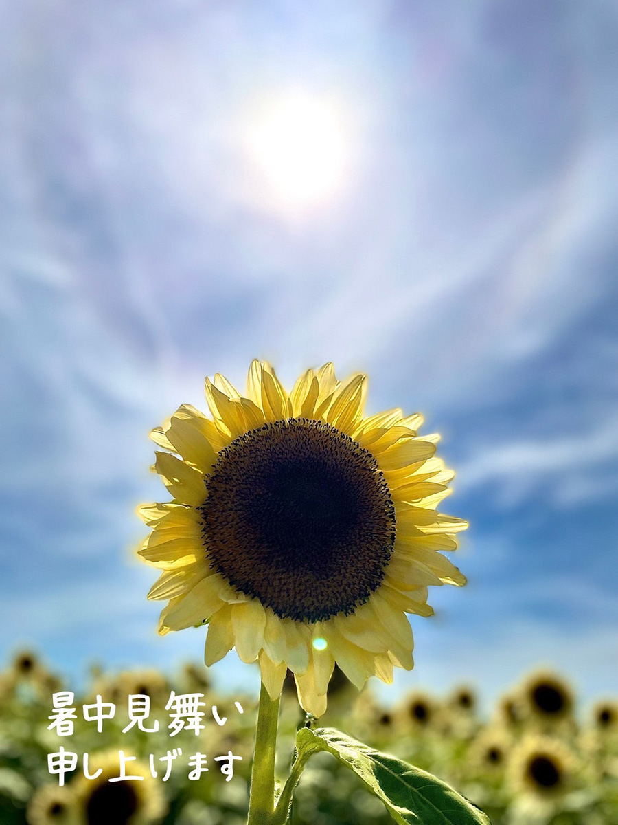 暑中見舞い申し上げます